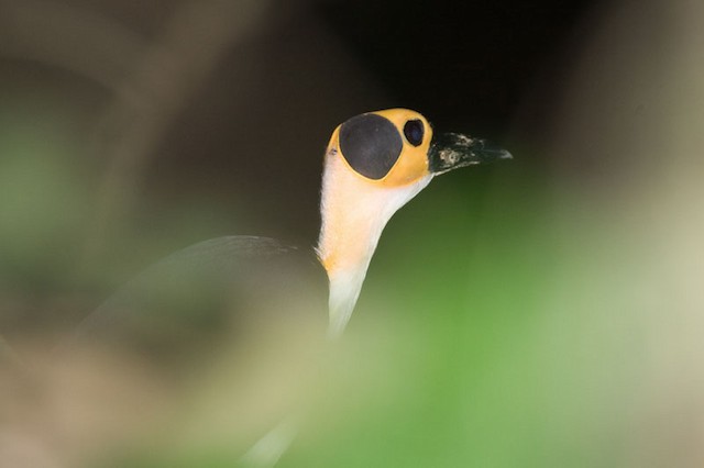Photos - White-necked Rockfowl - Picathartes gymnocephalus - Birds of ...
