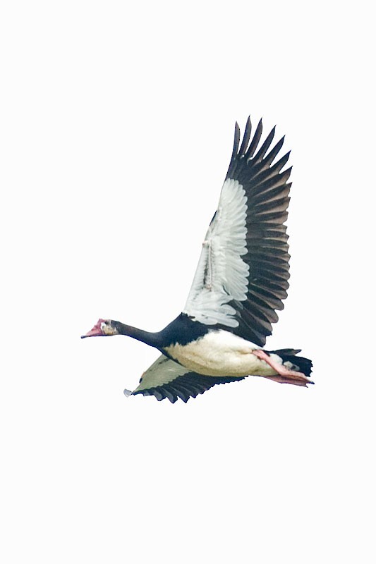 Spur-winged Goose (Northern) - Arthur Grosset