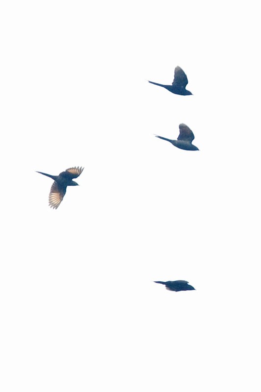 Narrow-tailed Starling - ML206110111