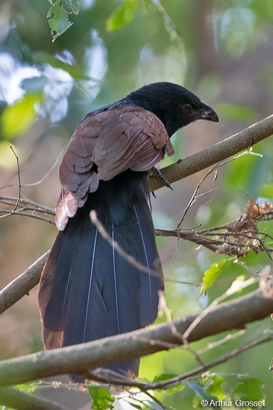 Coucal toulou - ML206110181