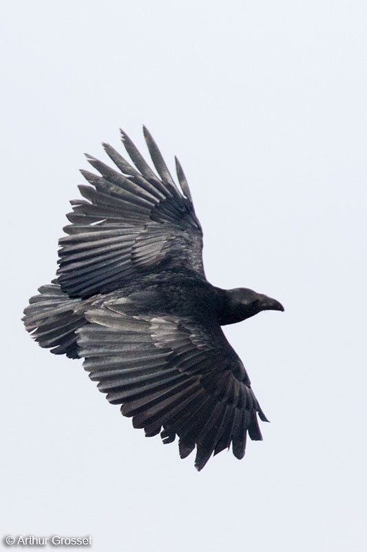 Fan-tailed Raven - Arthur Grosset