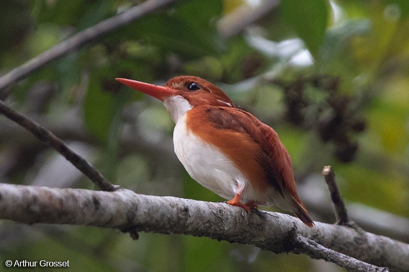 Madagascar Pygmy Kingfisher - Arthur Grosset