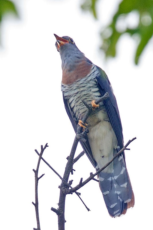 Red-chested Cuckoo - Arthur Grosset
