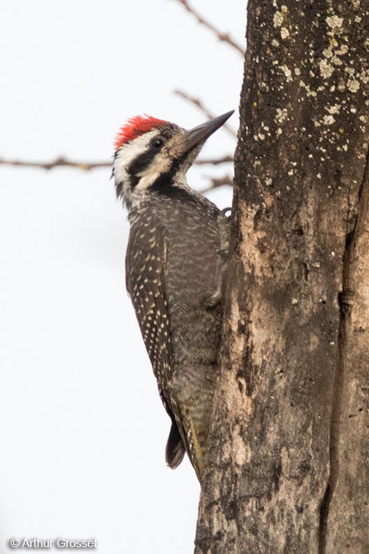 Bearded Woodpecker - Arthur Grosset
