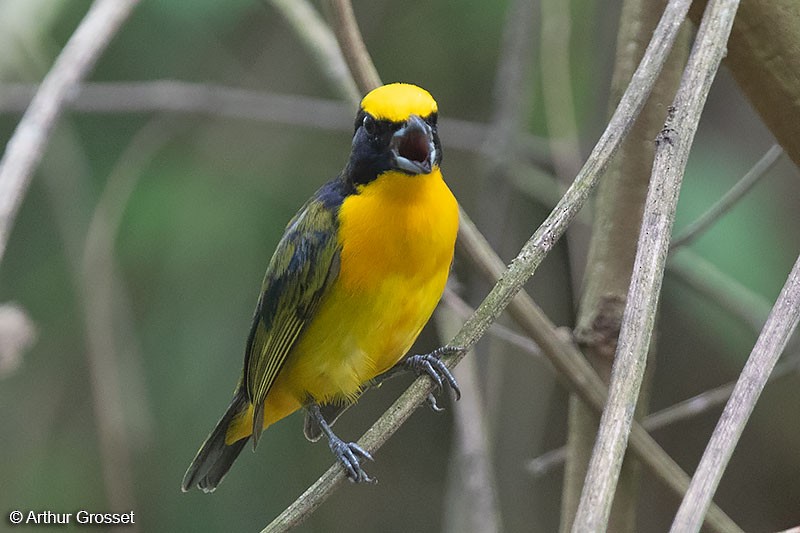 Thick-billed Euphonia (Black-tailed) - Arthur Grosset