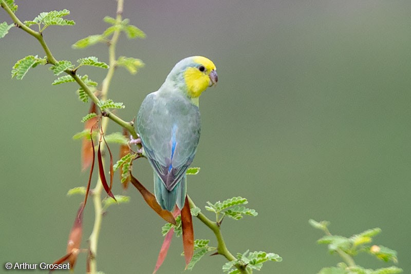 Yellow-faced Parrotlet - ML206110871