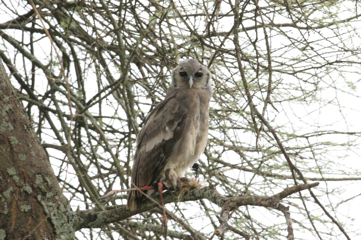 Verreaux's Eagle-Owl - ML20611111