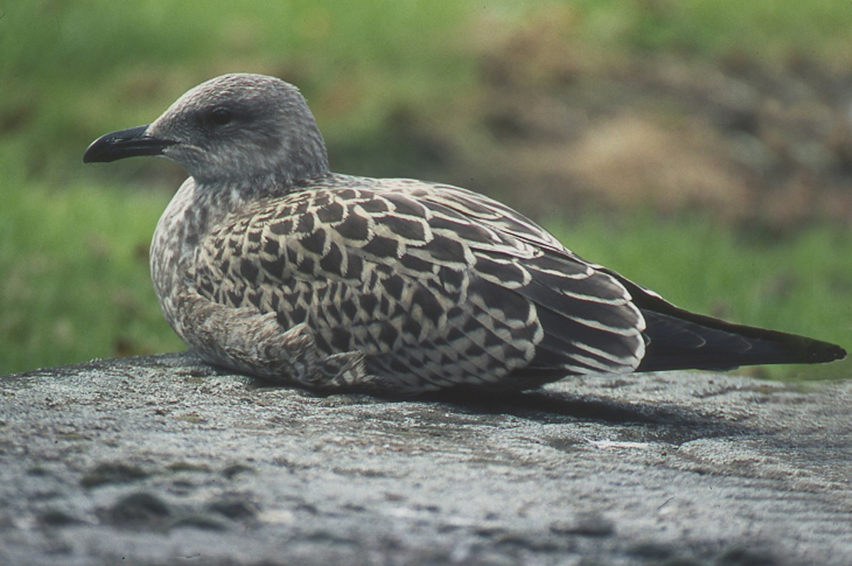 Lesser Black-backed Gull (graellsii) - gab zeke