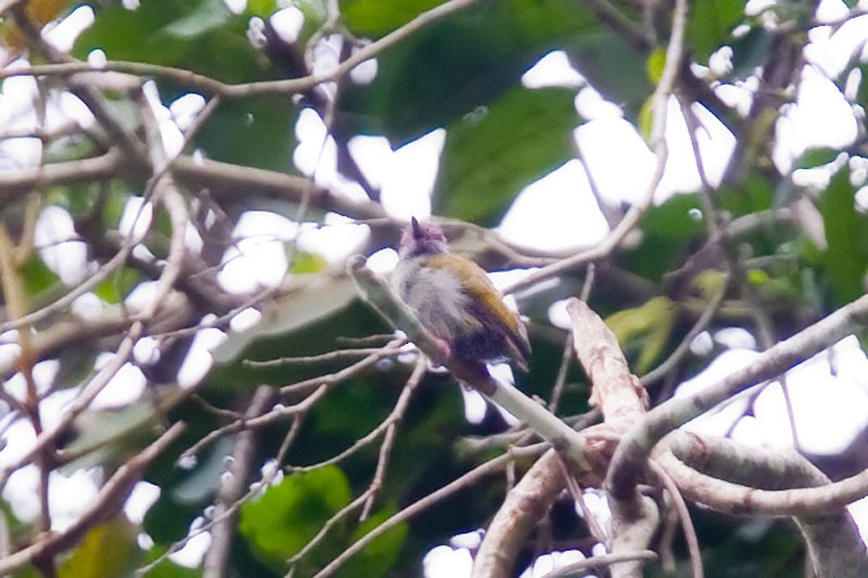 African Piculet - ML206112161