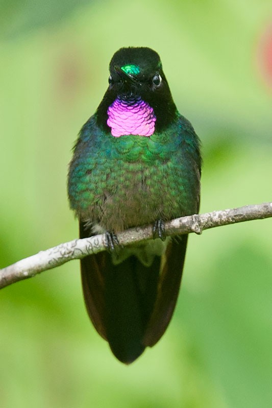 kolibřík turmalinový - ML206112201