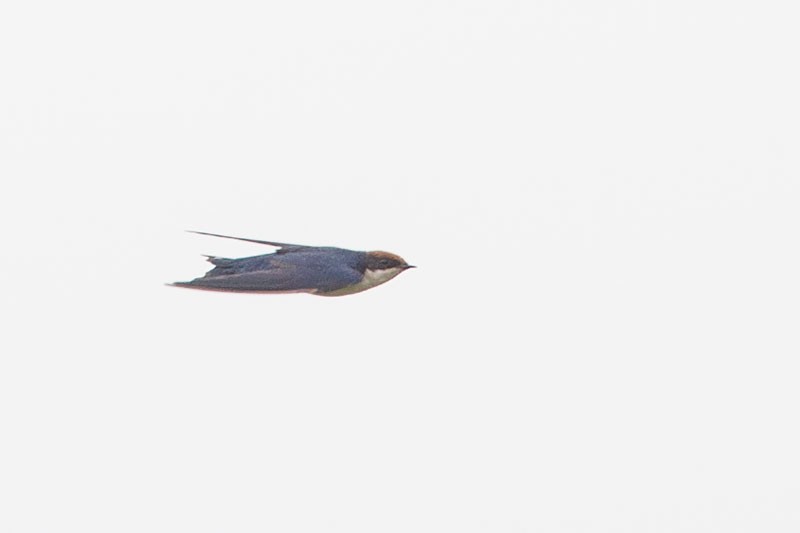 Wire-tailed Swallow - ML206112401