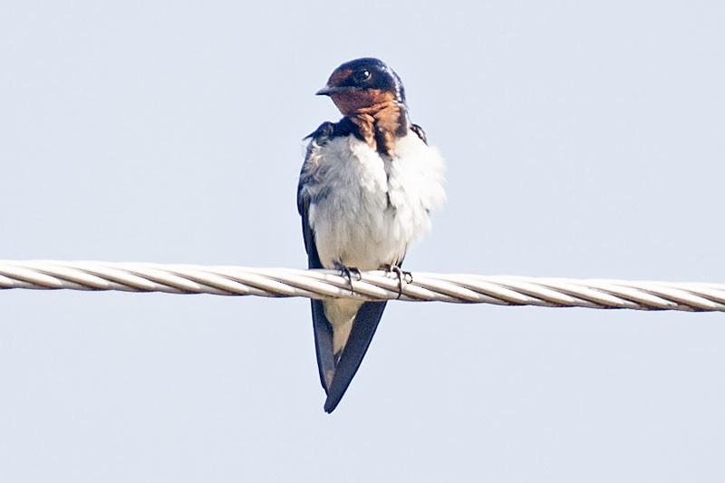 Red-chested Swallow - ML206112431