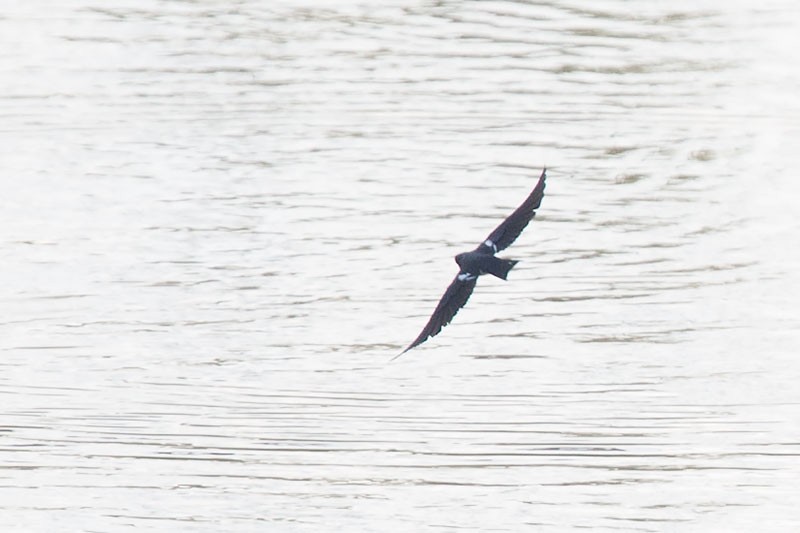 Pied-winged Swallow - ML206112441