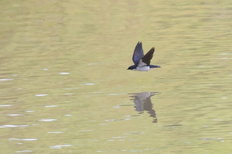 Pied-winged Swallow - ML206112451