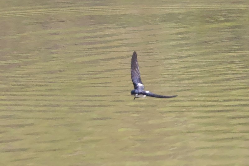 Pied-winged Swallow - ML206112461
