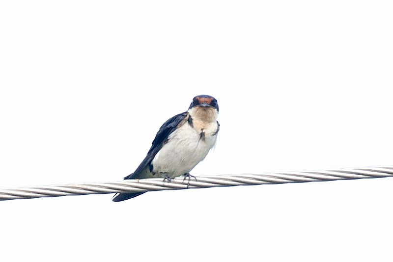 Ethiopian Swallow - Arthur Grosset