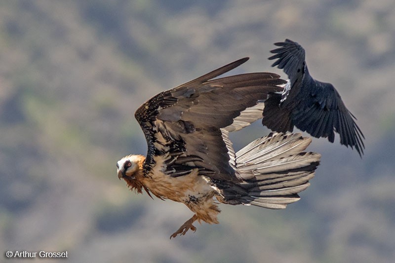 Bearded Vulture (African) - ML206112861