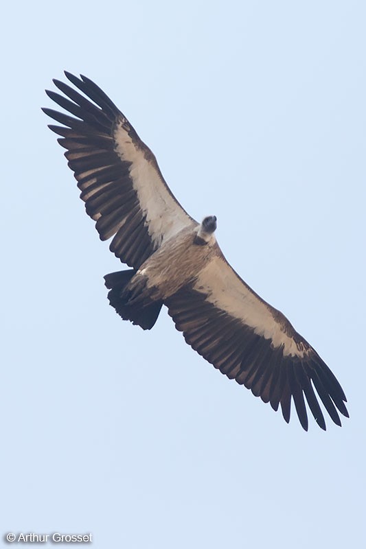 White-backed Vulture - Arthur Grosset