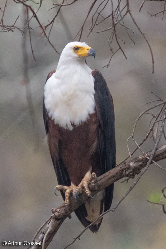 African Fish-Eagle - ML206112931