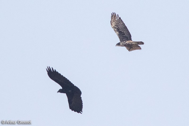 Ayres's Hawk-Eagle - Arthur Grosset