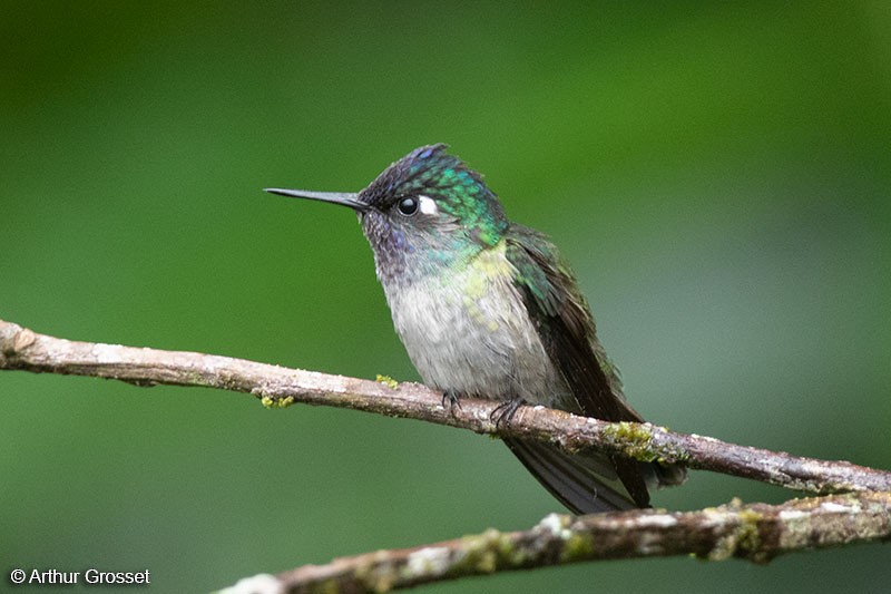 Violet-headed Hummingbird - Arthur Grosset