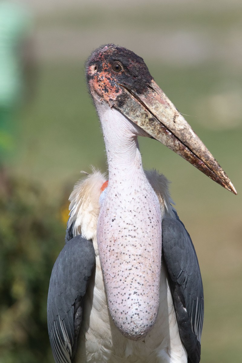 Marabou Stork - Arthur Grosset