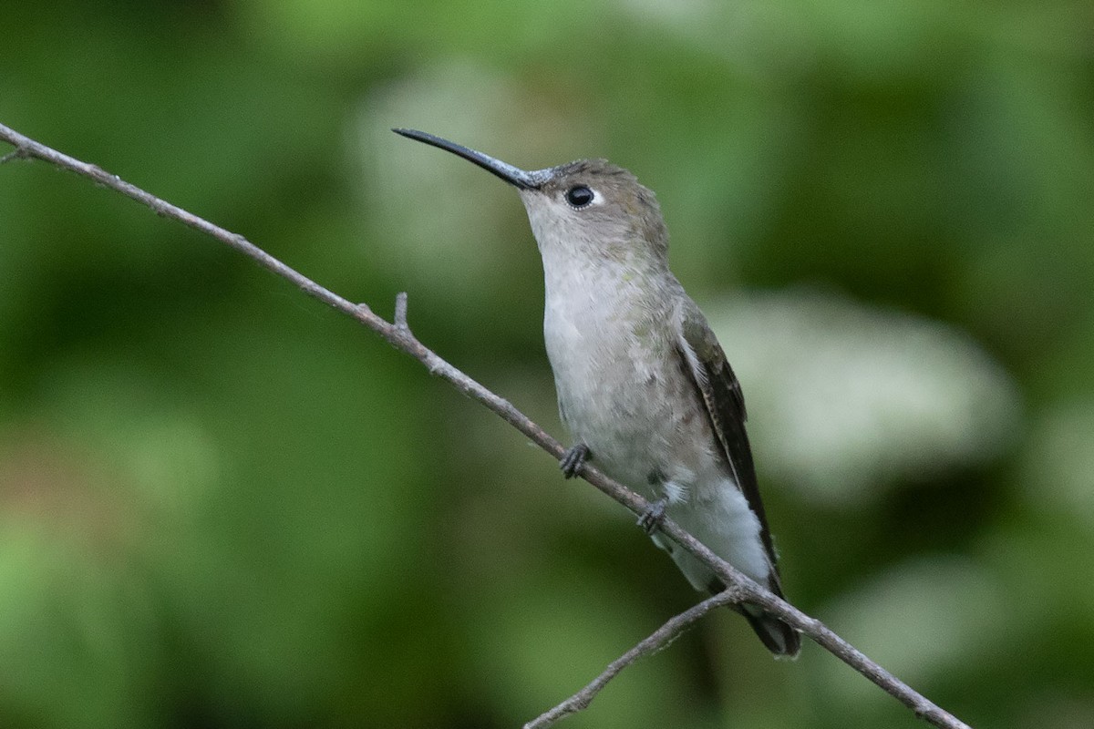Tumbes Hummingbird - Arthur Grosset