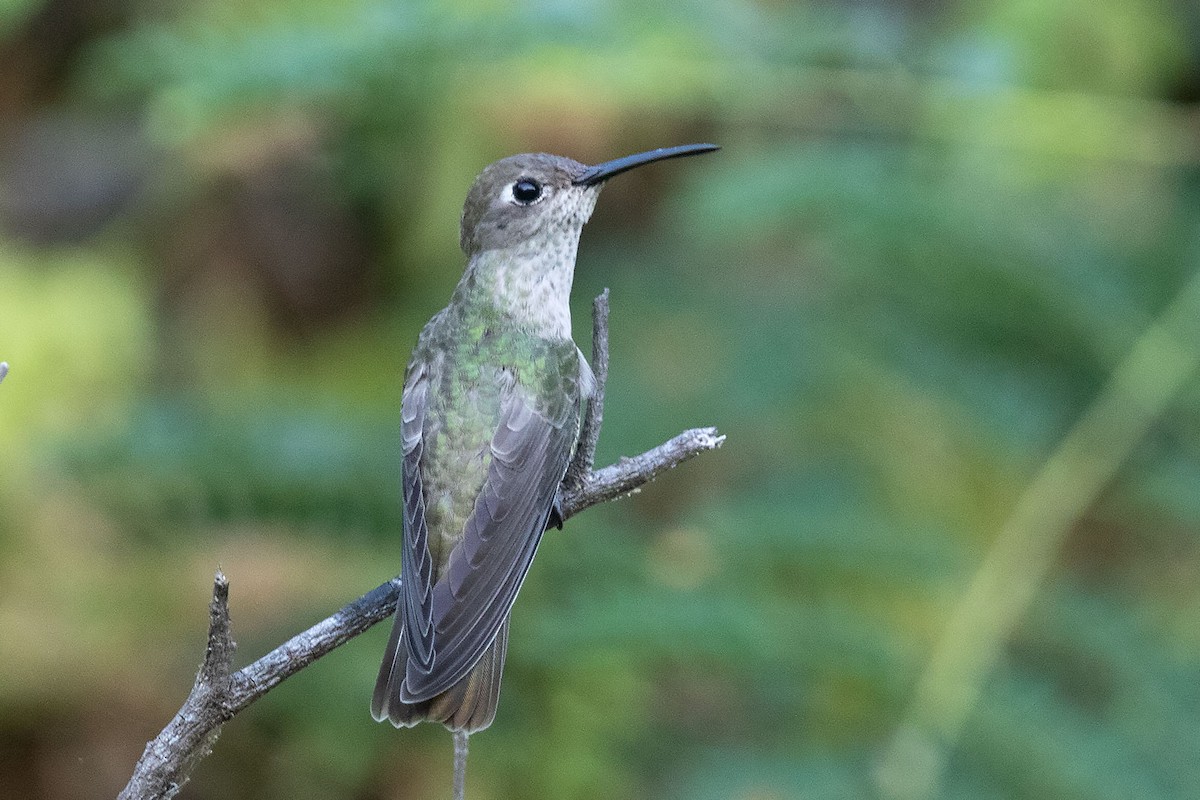 Spot-throated Hummingbird - Arthur Grosset