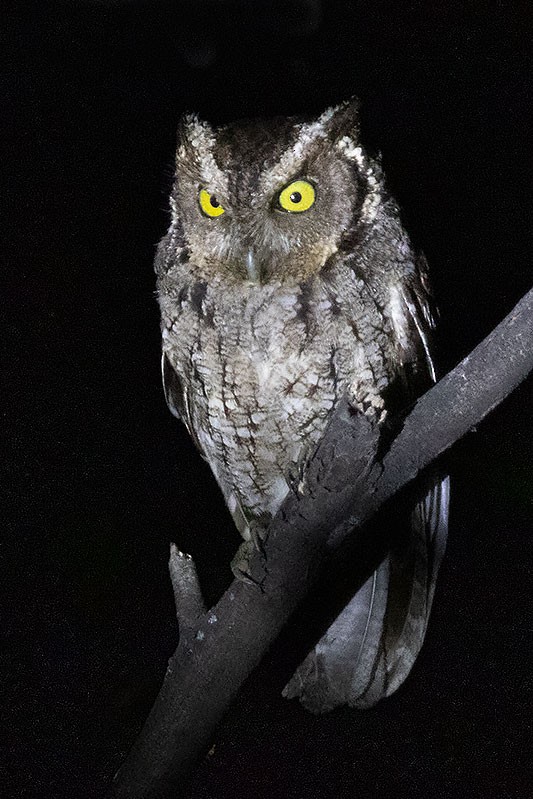 Peruvian Screech-Owl (pacificus) - Arthur Grosset