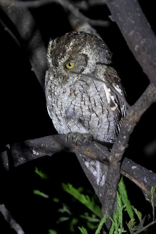 Peruvian Screech-Owl (pacificus) - Arthur Grosset