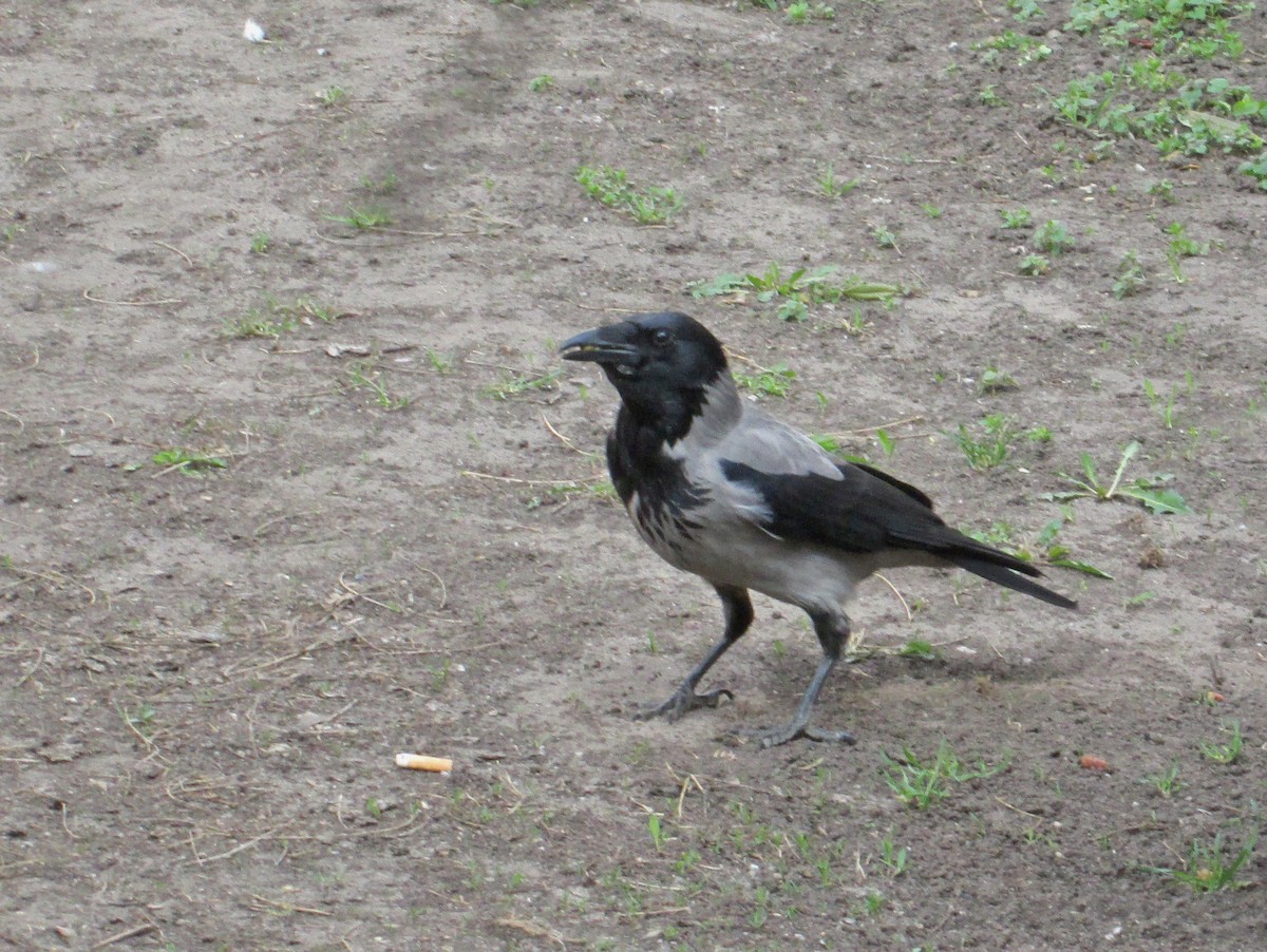 Hooded Crow (Hooded) - gab zeke