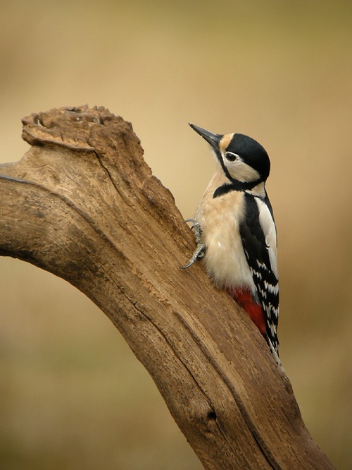Great Spotted Woodpecker (Great Spotted) - Mark Gurney