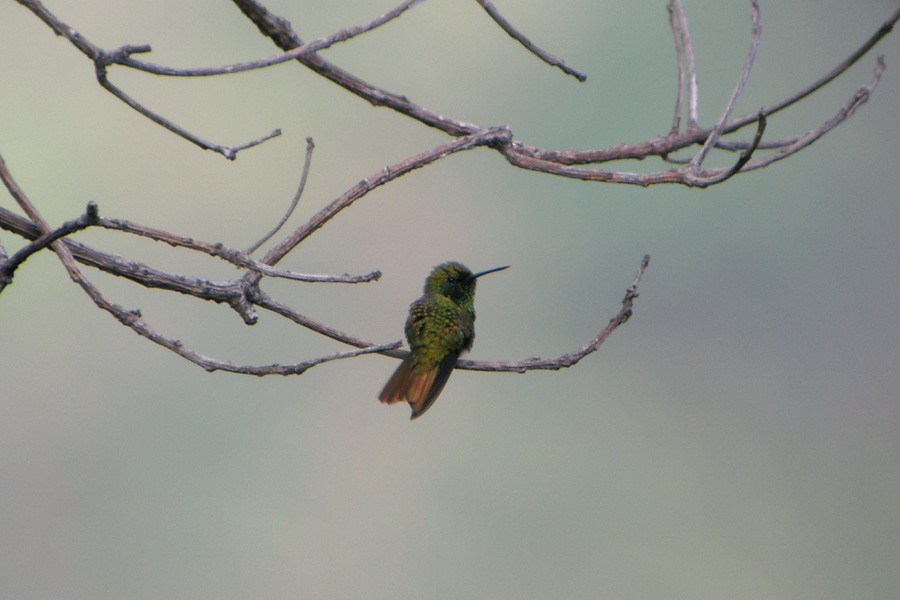 kolibřík magdalenský - ML206113891