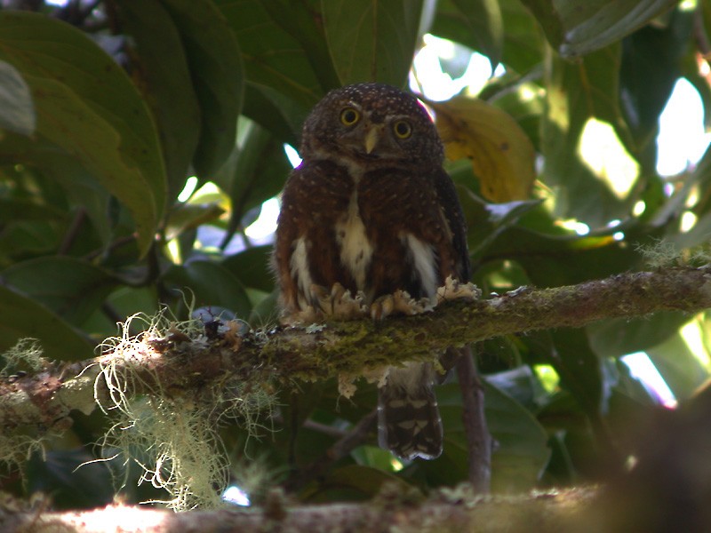 Costa Rican Pygmy-Owl - Mark Gurney