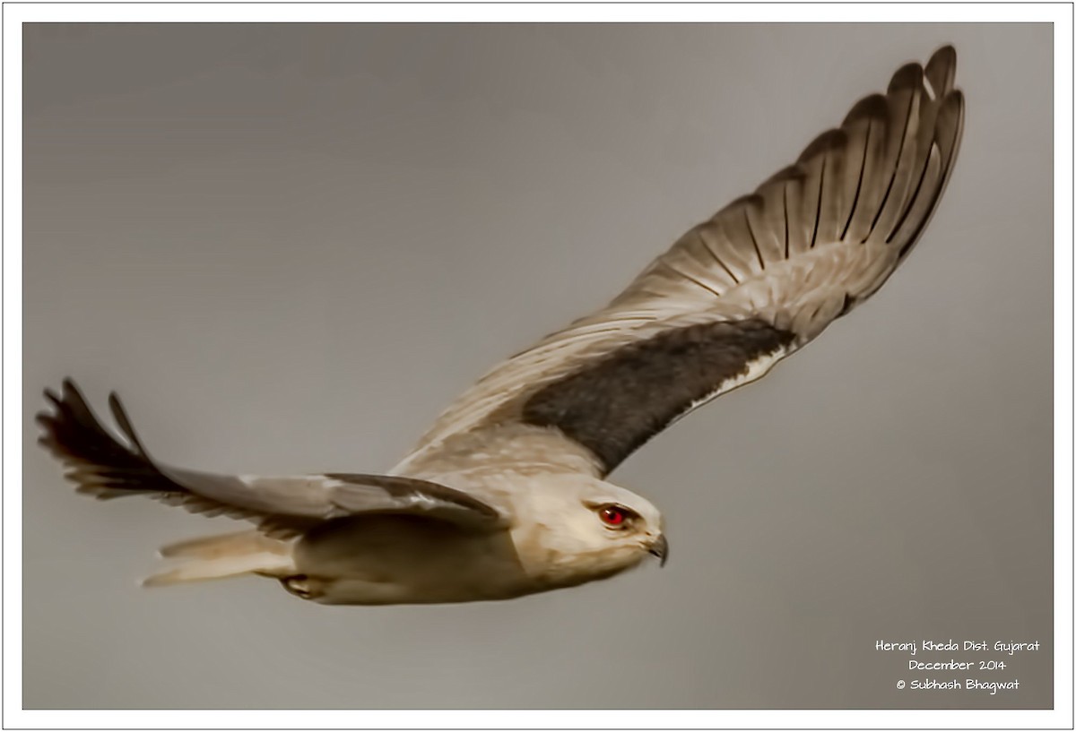 Black-winged Kite - SUBHASH BHAGWAT