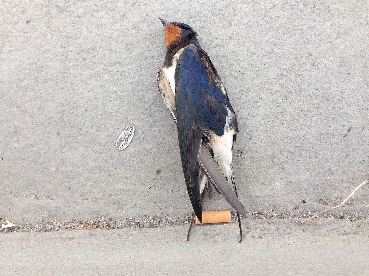 Barn Swallow (White-bellied) - Jesús Laborda