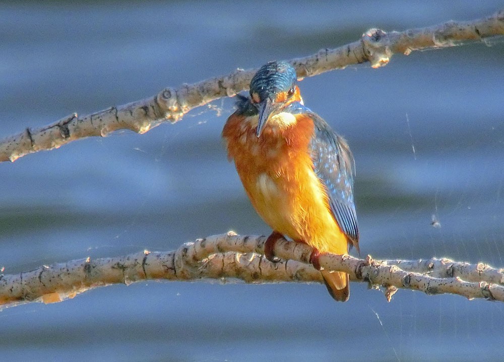 Common Kingfisher (Common) - Jesús Laborda