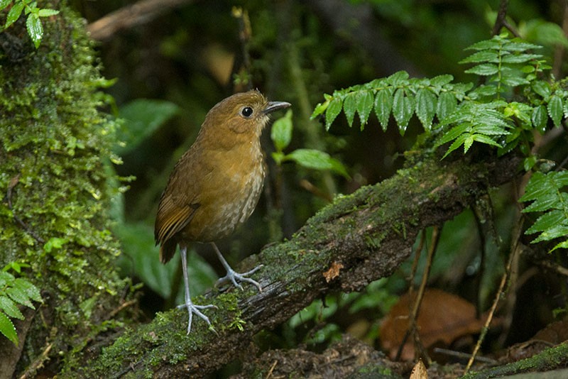 Brown-banded Antpitta - ML206115091