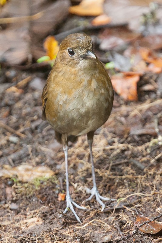 Brown-banded Antpitta - ML206115101
