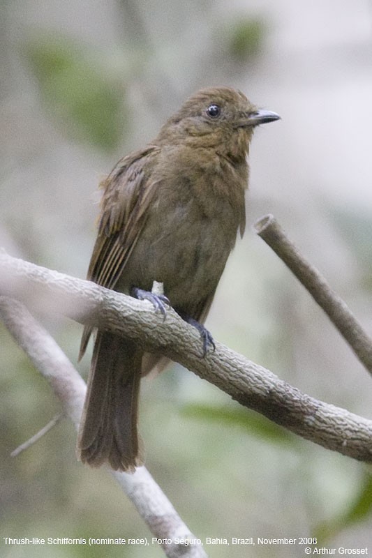 Brown-winged Schiffornis (Brown-winged) - Arthur Grosset