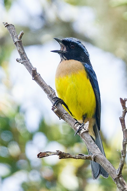 Buff-breasted Mountain Tanager (Carriker's) - Arthur Grosset