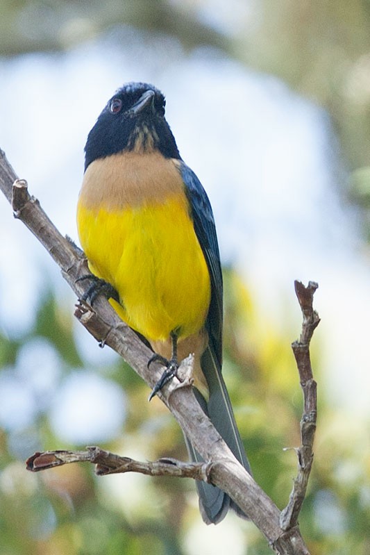 Buff-breasted Mountain Tanager (Carriker's) - Arthur Grosset
