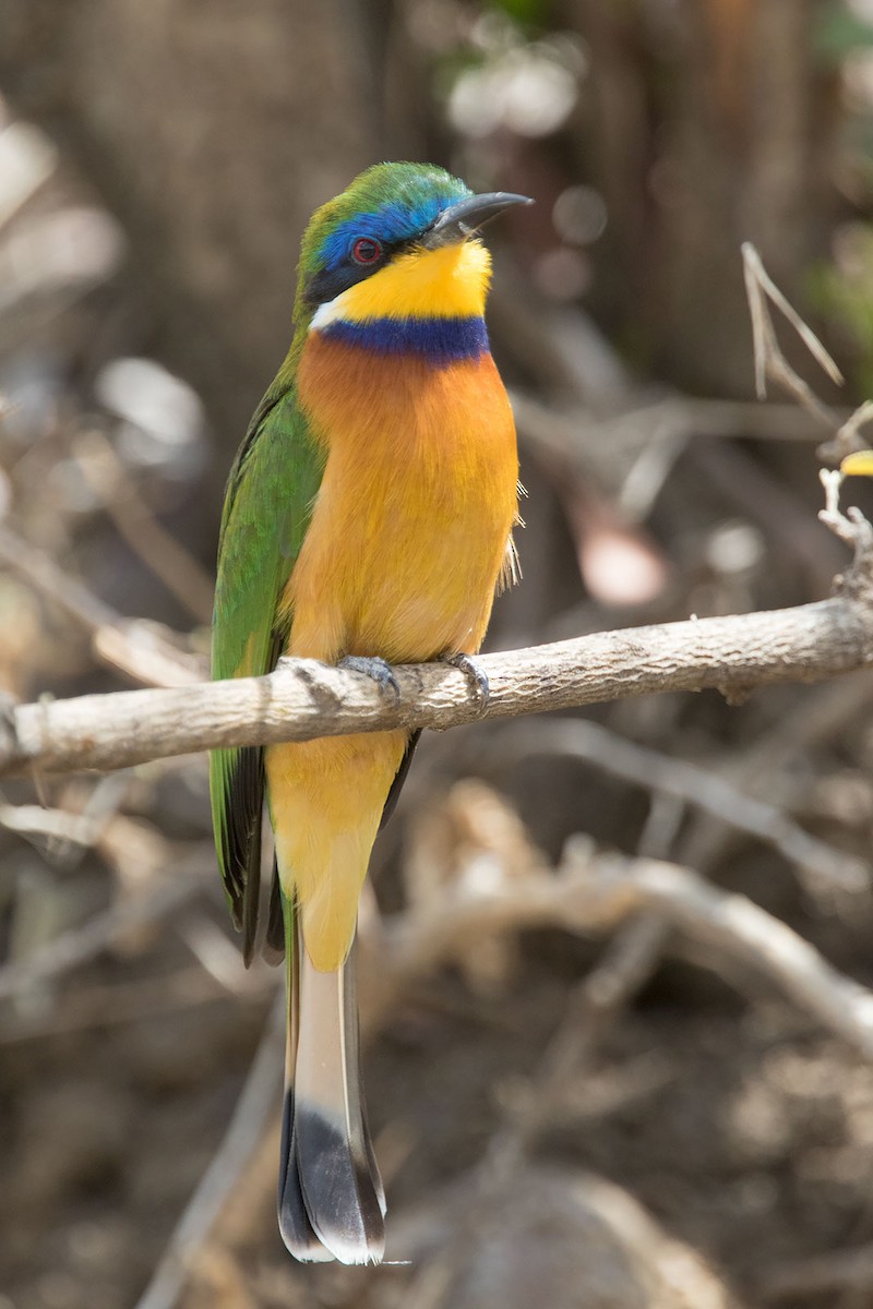 Ethiopian Bee-eater - Arthur Grosset