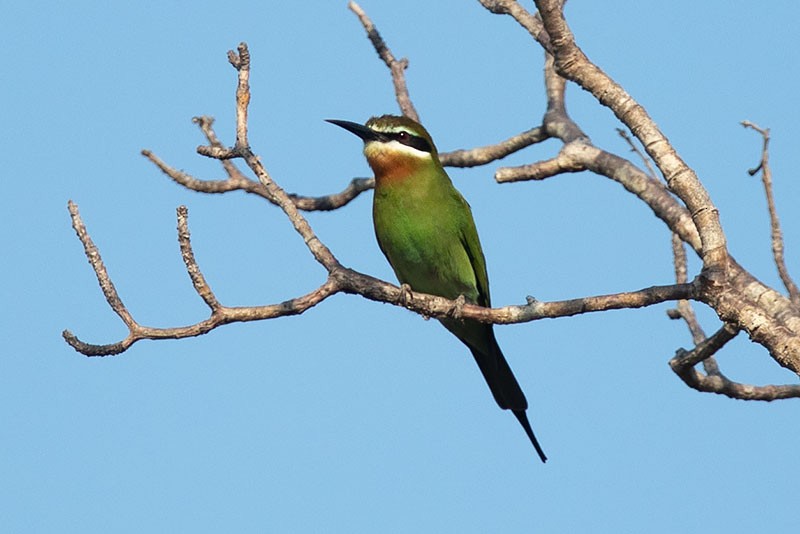 Madagascar Bee-eater - Arthur Grosset