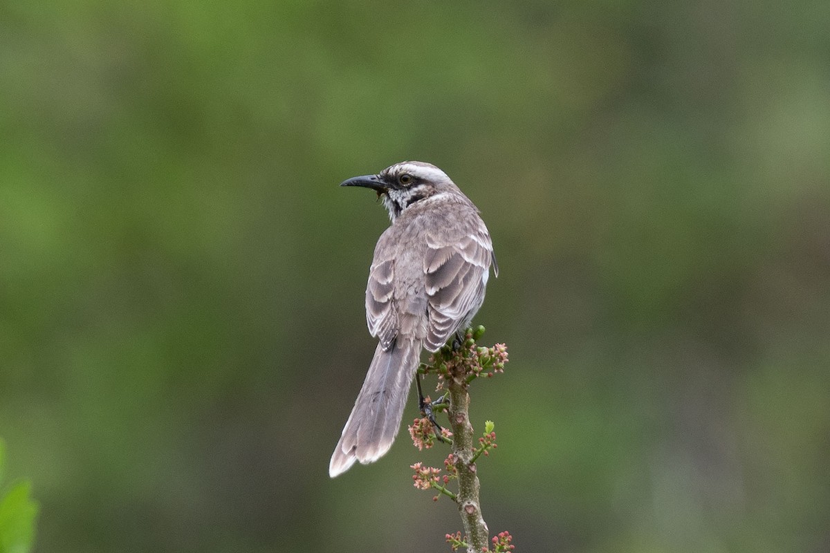 Long-tailed Mockingbird - Arthur Grosset