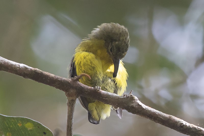 Yellow-bellied Sunbird-Asity - ML206116101