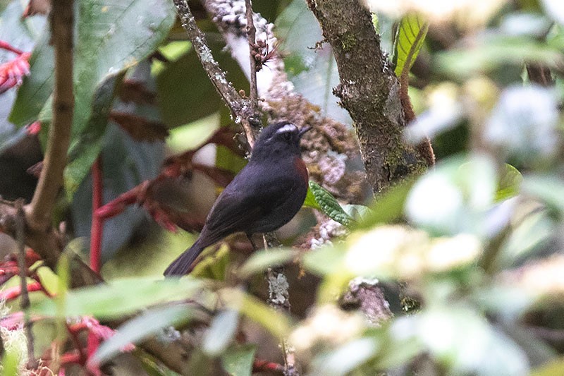 Maroon-belted Chat-Tyrant - Arthur Grosset