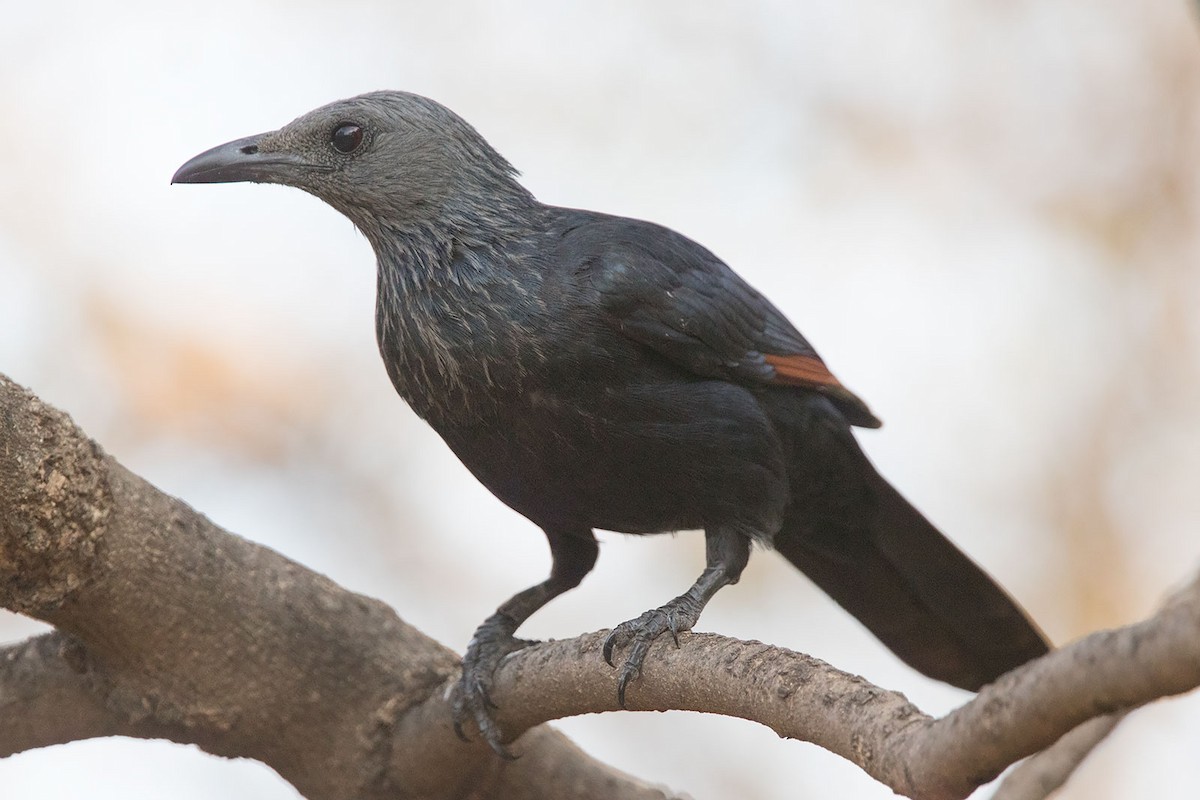 Red-winged Starling - ML206116221