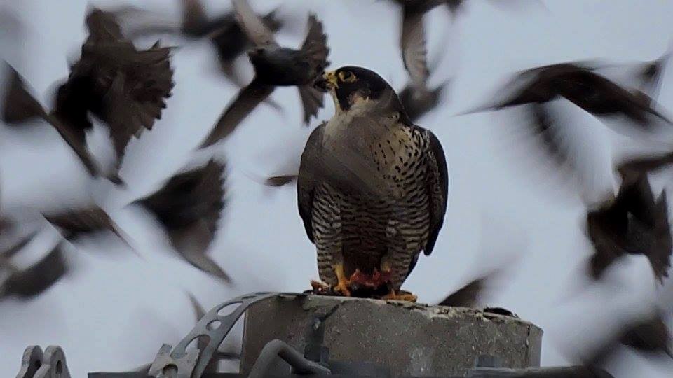 Peregrine Falcon (Eurasian) - ML206116311