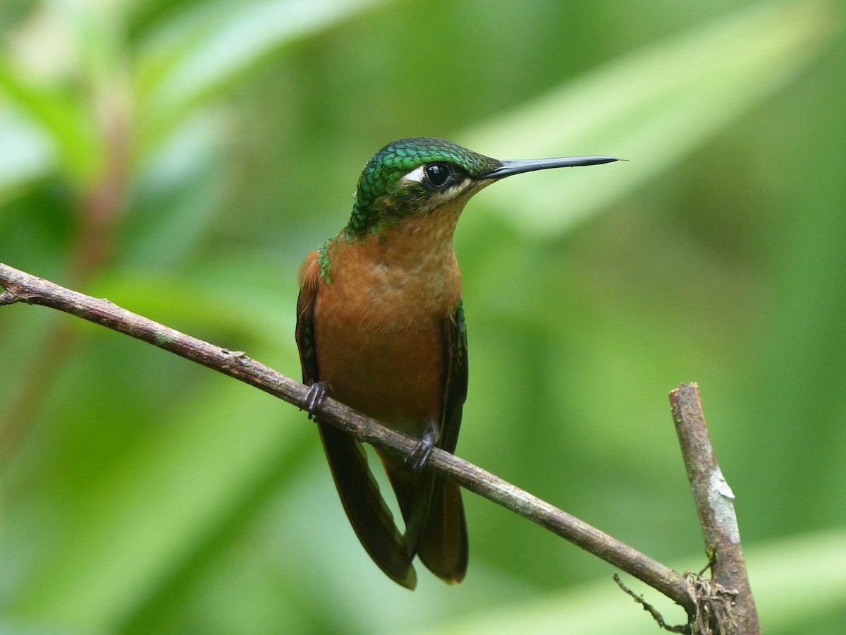 kolibřík brazilský - ML206116621